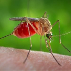 West Nile Virus