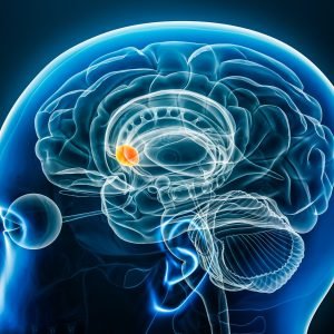 Nucleus Accumbens x-ray profile close-up view 3D rendering illustration with body contours. Human brain and basal ganglia anatomy, medical, biology, science, neuroscience, neurology concepts.
2382252949
